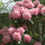 Rhododendron – Scintillation – #3 Container
